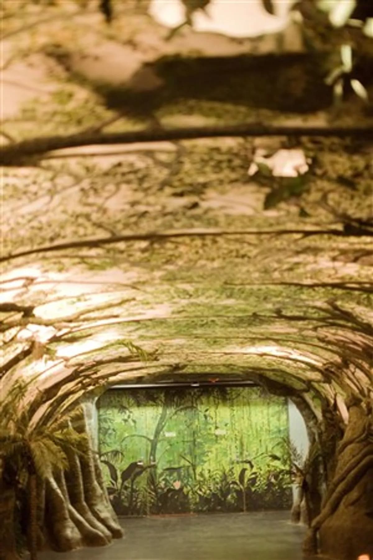 Tropical Forest - Franklin Park Zoo