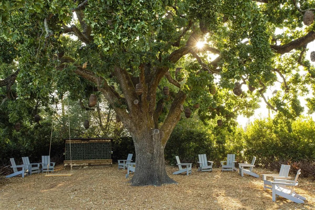 Heritage Oak - The Lodge at Sonoma Resort, Autograph Collection